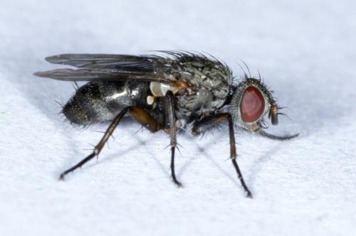 Tricogena rubricosa
